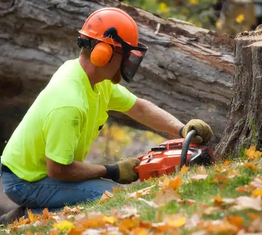 tree services Edmonston